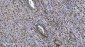 Anti-SAMHD1 Antibody Picoband™ (monoclonal, 10H8)